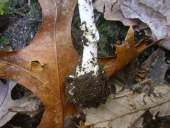 Amanita solaniolens