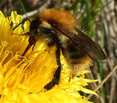 Bombus pascuorum