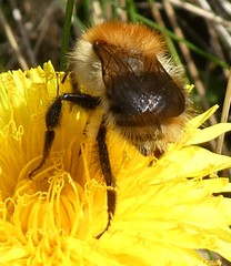 Bombus pascuorum