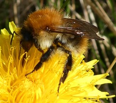 Bombus pascuorum