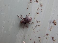 Tropiphorus elevatus