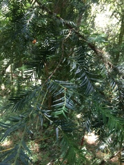 Taxus globosa