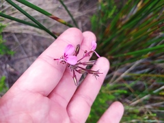 Pelargonium dipetalum