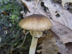 Amanita solaniolens
