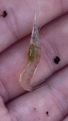 Palaemon kadiakensis