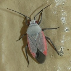 Orthotylinae