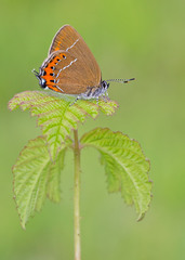 Satyrium pruni