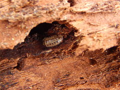 Armadillidium pictum