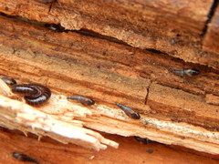 Sepedophilus littoreus