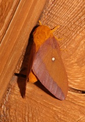 Anisota virginiensis