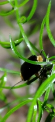 Abscondita cerata