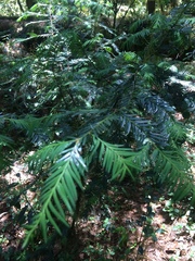 Taxus globosa