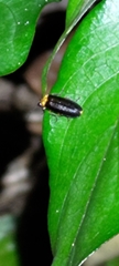 Abscondita cerata