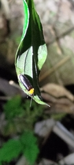 Abscondita cerata
