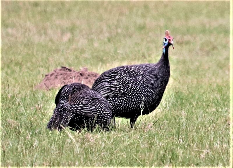 Helmeted Guineafowl