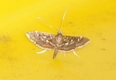 Diathrausta harlequinalis