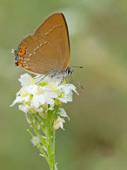 Satyrium acaciae