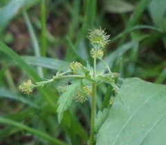 Geum vernum