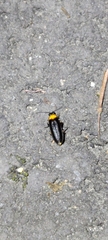 Abscondita cerata