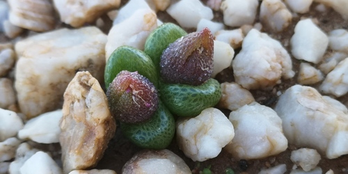 Diplosoma luckhoffii