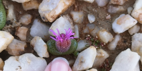 Diplosoma luckhoffii