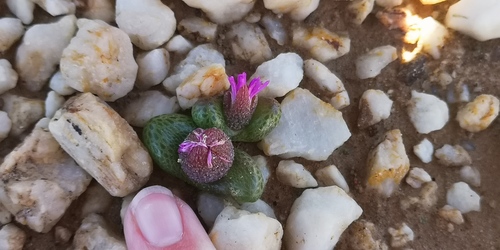 Diplosoma luckhoffii