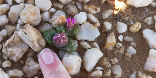 Diplosoma luckhoffii