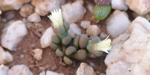 Mesembryanthemum lilliputanum