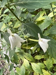 Rhinacanthus nasutus