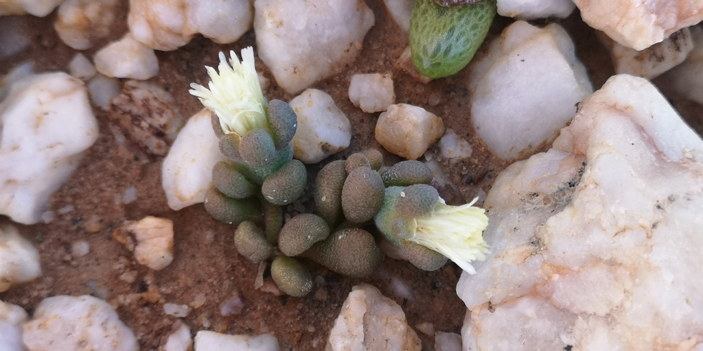 Mesembryanthemum lilliputanum, West Coast, ZA-WC, ZA