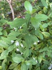 Rhinacanthus nasutus