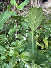 Rhinacanthus nasutus