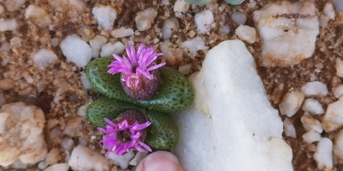 Diplosoma luckhoffii