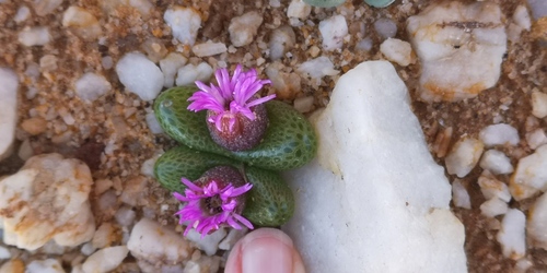 Diplosoma luckhoffii