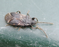 Taphropeltus contractus