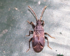 Taphropeltus contractus