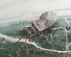 Taphropeltus contractus