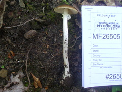 Amanita solaniolens