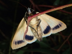 Ophiusa parcemacula