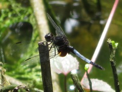 Erythrodiplax unimaculata
