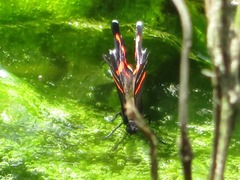 Ancyluris