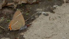 Satyrium w-album