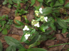 Tripogandra serrulata