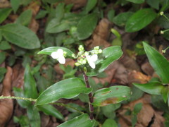 Tripogandra serrulata