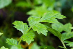 Hydrophyllum macrophyllum