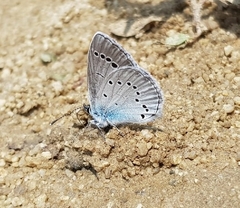 Glaucopsyche lycormas