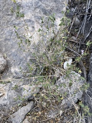 Carlowrightia serpyllifolia