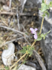 Carlowrightia serpyllifolia