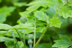 Hydrophyllum macrophyllum