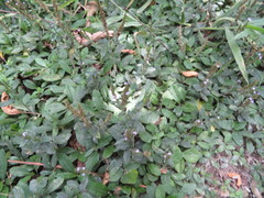 Pseudelephantopus spicatus